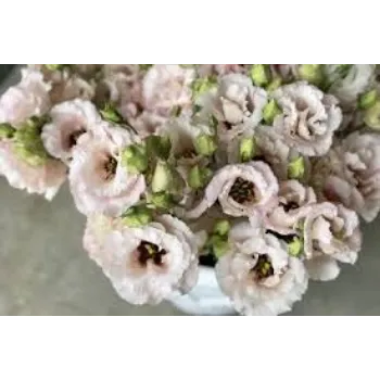 Fresh Cut Flowers