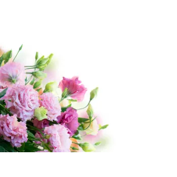 Cut Flowers
