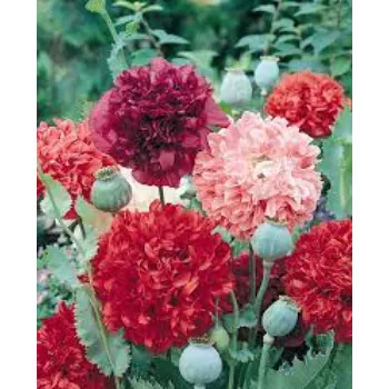 Cut Flowers