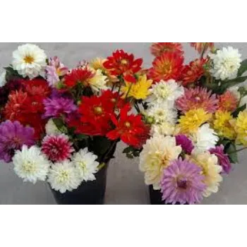 Common Cut Flower