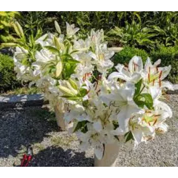 Natural Fresh Cut Flower
