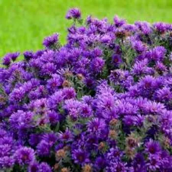 Natural Cut Flower