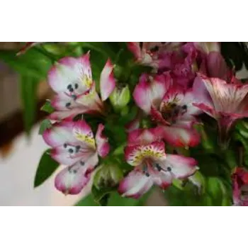 Fresh Cut Flowers
