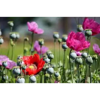 Organic Cut Flowers