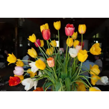 Fresh Cut Flowers