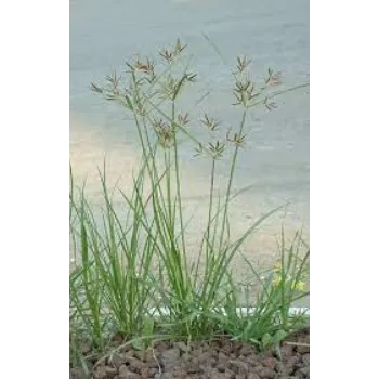 RAJESWARI NURSERY Cyperus Rotundus