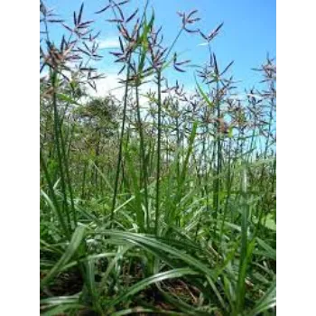Organic Cyperus Rotundus