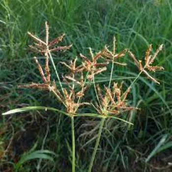 Natural Cyperus Rotundus