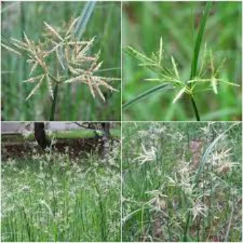 Cyperus Rotundus