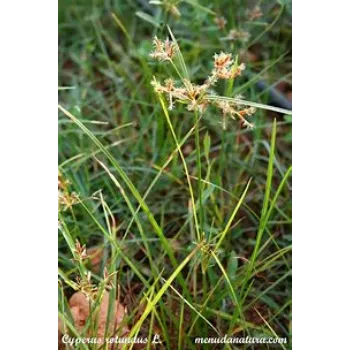 Cyperus Rotundus