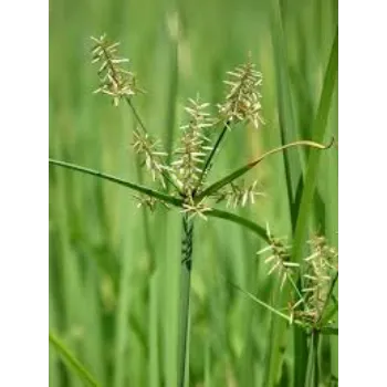 Cyperus Rotundus