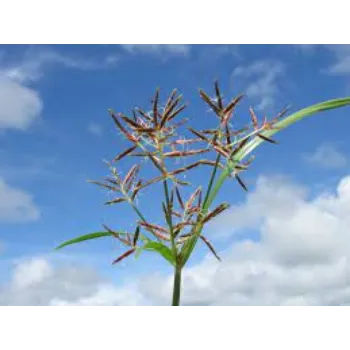 Fresh Cyperus Rotundus