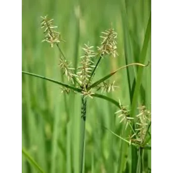Cyperus Rotundus