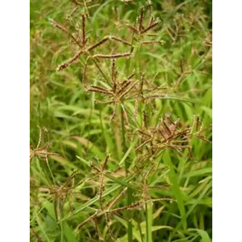  Cyperus Rotundus