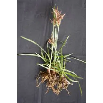 Green Cyperus Rotundus