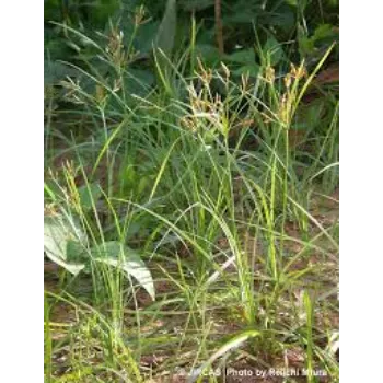 Green Cyperus Rotundus