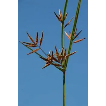 Cyperus Rotundus
