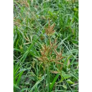 Cyperus Rotundus