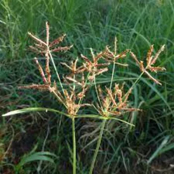 Rare  Cyperus Rotundus