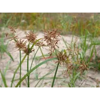 A.p. Flower Mart   Cyperus Rotundus