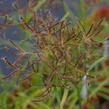 Cyperus Rotundus