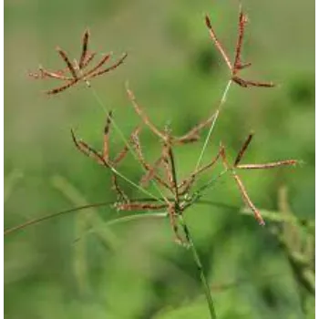 Fresh   Cyperus Rotundus