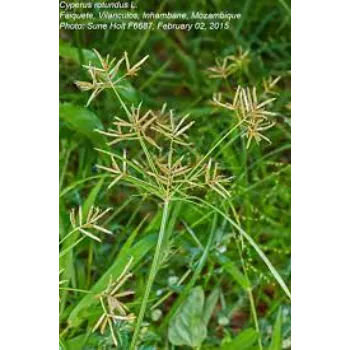 Organic Cyperus Rotundus