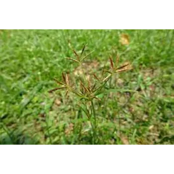 Common Cyperus Rotundus