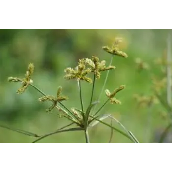 Natural Cyperus Rotundus