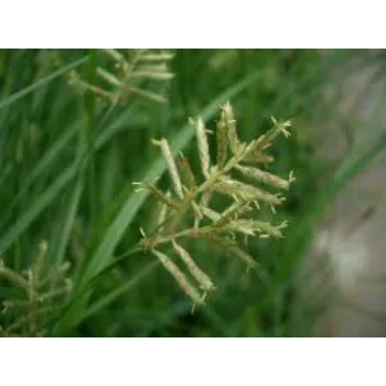  Cyperus Rotundus