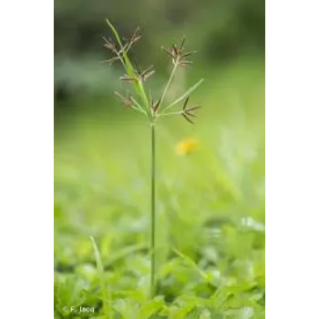 Natural Cyperus Rotundus