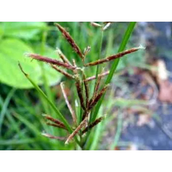 Natural Cyperus Rotundus