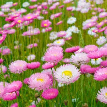 Daisy Flower pink color