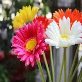 Daisy Flower All Colour Exporter
