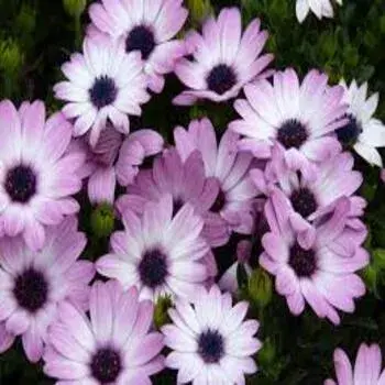 Daisy Flower Mix colour Manufacturer