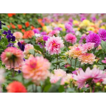  Organic Gerbera Daisy Plant