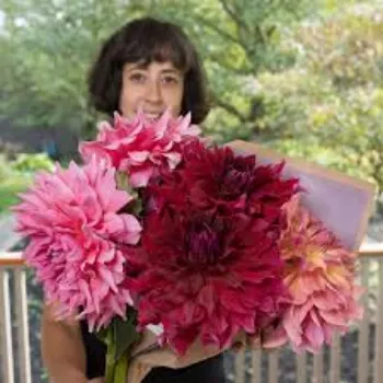 RAJESWARI NURSERY Dahlia Plant
