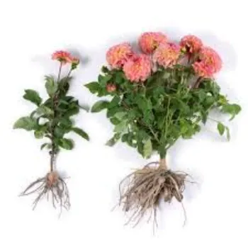 Natural Dahlia Plant