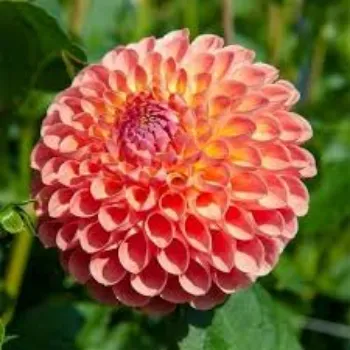 Roshni Agri forestry Dahlia Plant