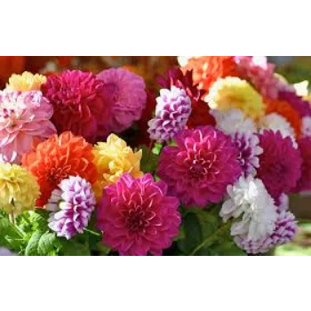Natural Dahlia Plant