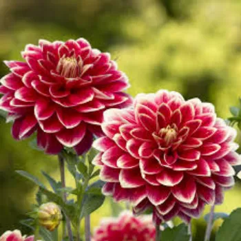 Organic Dahlia Plant