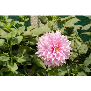 Dahlia Plant