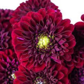 Common Dahlia Plant