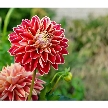Natural Dahlia Plant