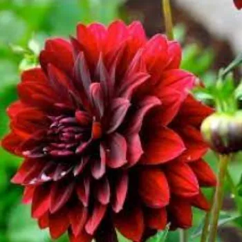 red Dahlia Plant