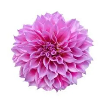Organic Dahlia Plant