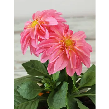 Dahlia Plant