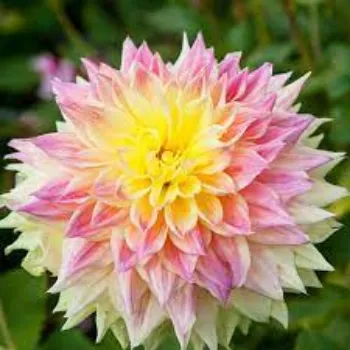 Natural Dahlia Plant