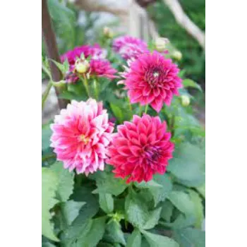  Organic   Dahlia Plant