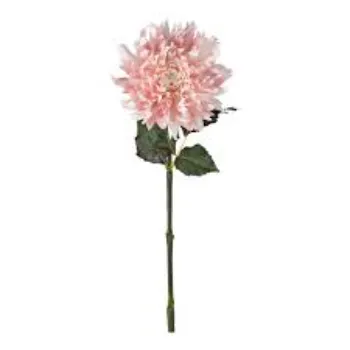 Rare Dahlia Plant
